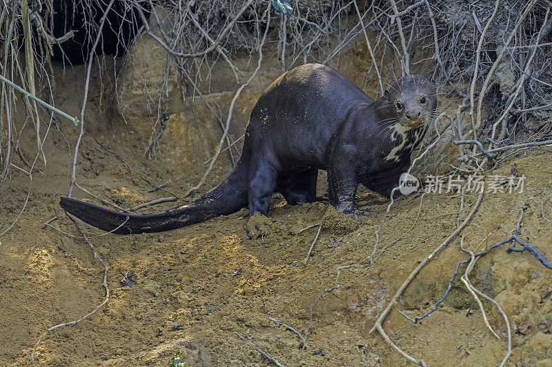 巨型水獭(巴西翼龙)是一种南美食肉哺乳动物，发现于巴西潘塔纳尔。在陆地上靠近巢穴。