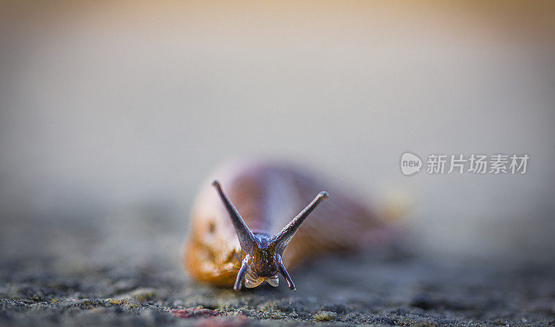 西班牙蛞蝓