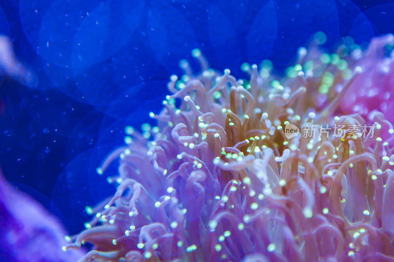 美丽的海花在海底世界的珊瑚