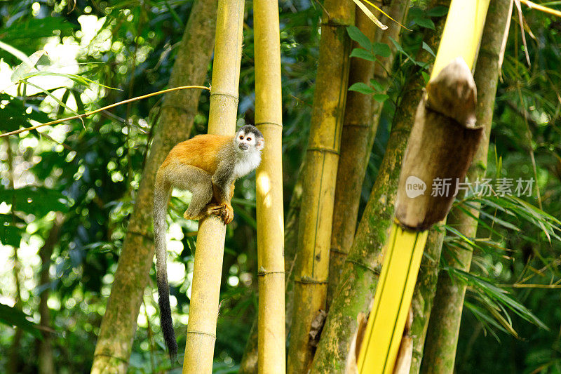 中美洲松鼠猴