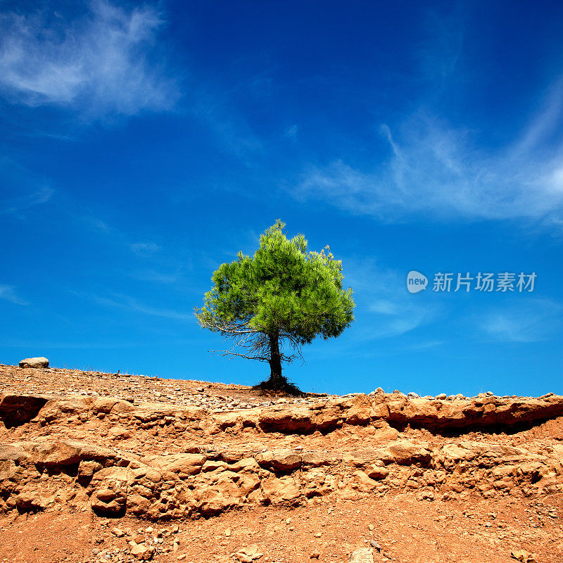 单一的绿色松树在岩石干燥的景观在蓝色阳光灿烂的天空