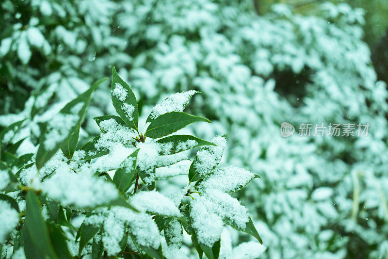 雪弯树，Tamagawajosui，日本东京(2022年1月)