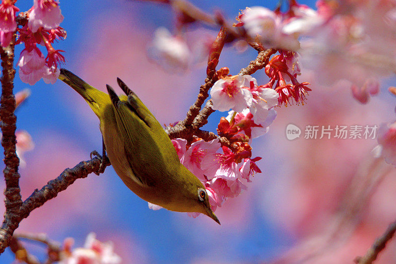 樱花和日本白眼