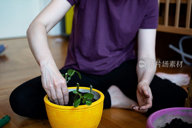 一个不认识的女人在盆栽室内植物