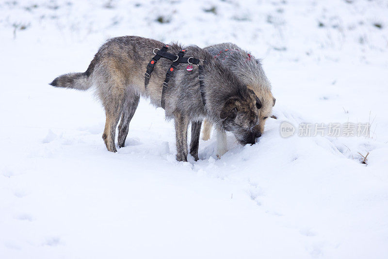 两只狗在雪地里嗅来嗅去