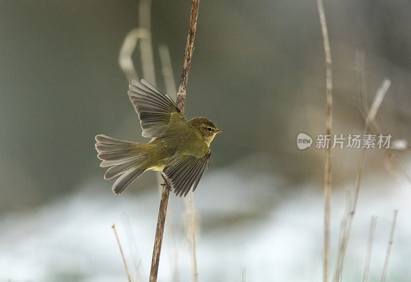 常见的棕柳莺