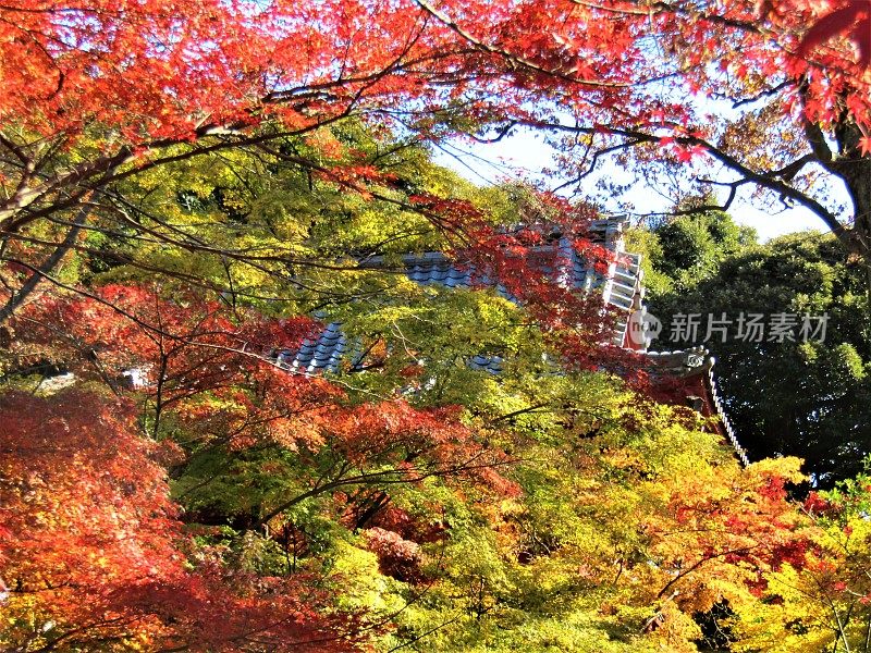 日本。11月。太阳在枫叶上玩耍。