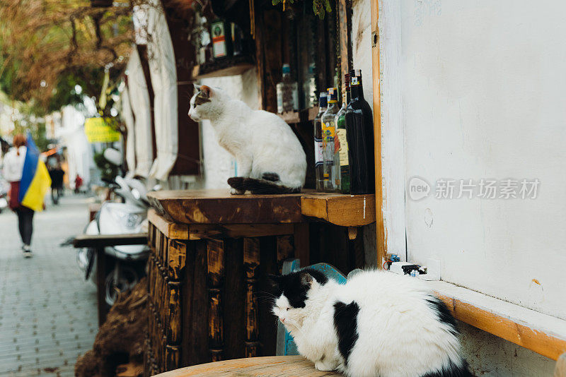 土耳其卡斯市的老街道上，猫咪们在休息