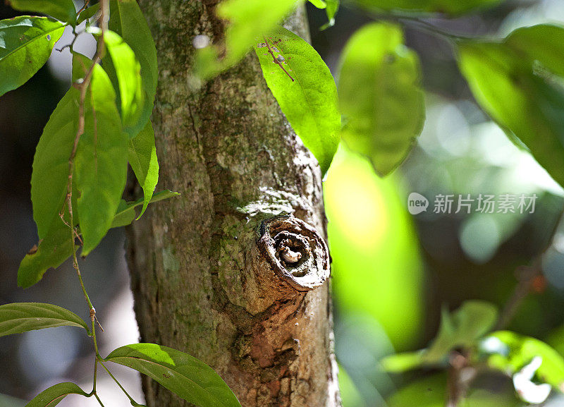 结洞里的橄榄树蛙，曼纽尔安东尼奥，哥斯达黎加