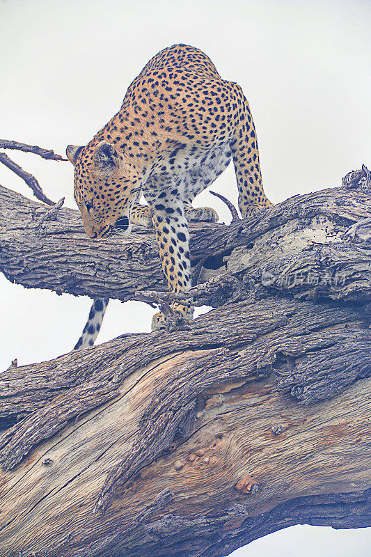 猎豹在高大的树上猎食