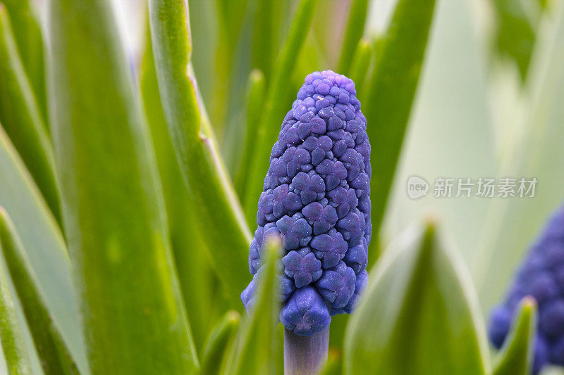 葡萄风信子Muscari