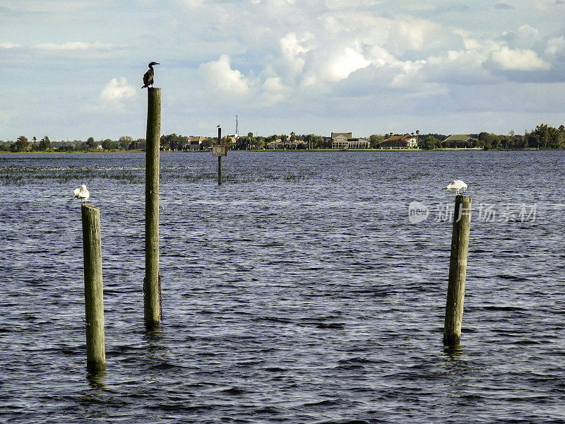 在佛罗里达州基西米，各种水鸟栖息在“托霍”湖的四根柱子上
