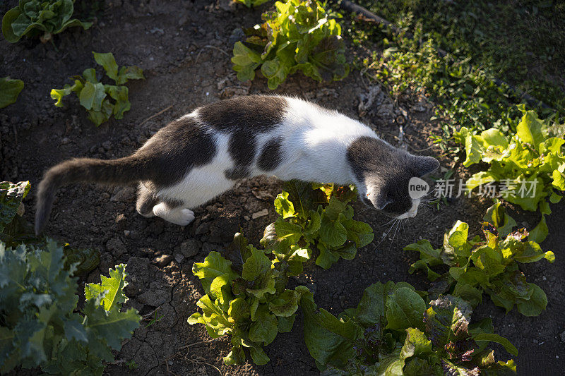 在蔬菜园里沙拉里玩耍的猫。