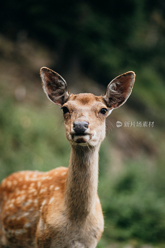 一只美丽的鹿正看着相机
