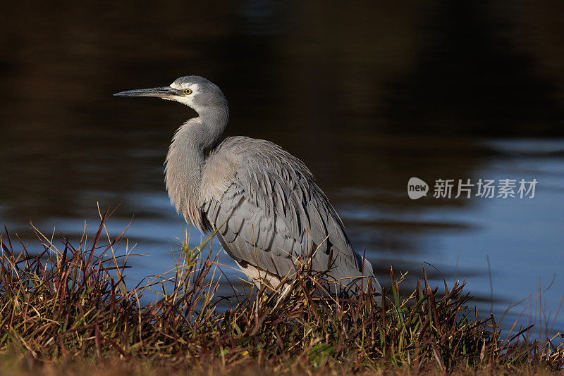 白面鹭，白鹭(Ardea)新鹭科