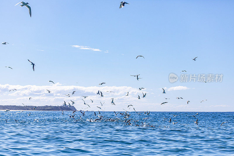 在阳光明媚的日子里，疯狂的海鸟和海鸥在开阔的海洋上觅食