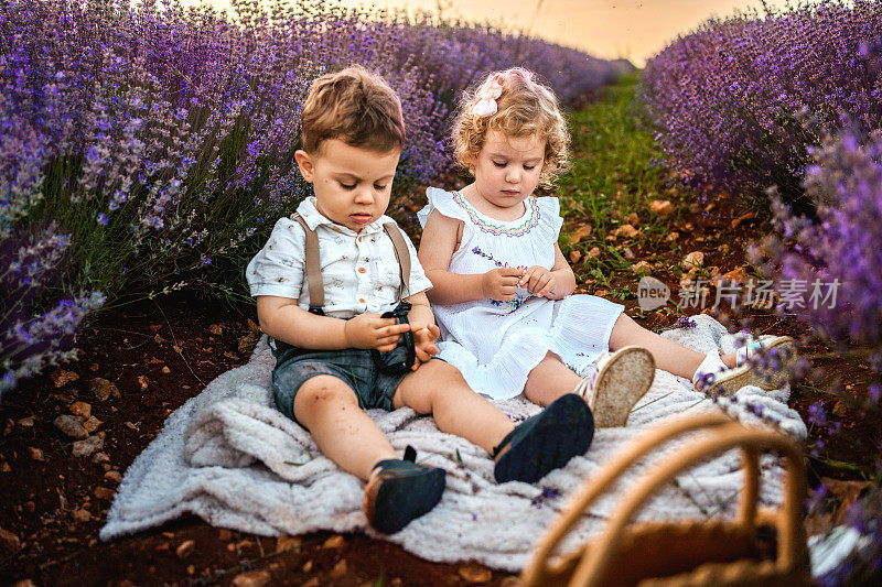 小弟弟和小妹妹在夕阳下的薰衣草地里放松