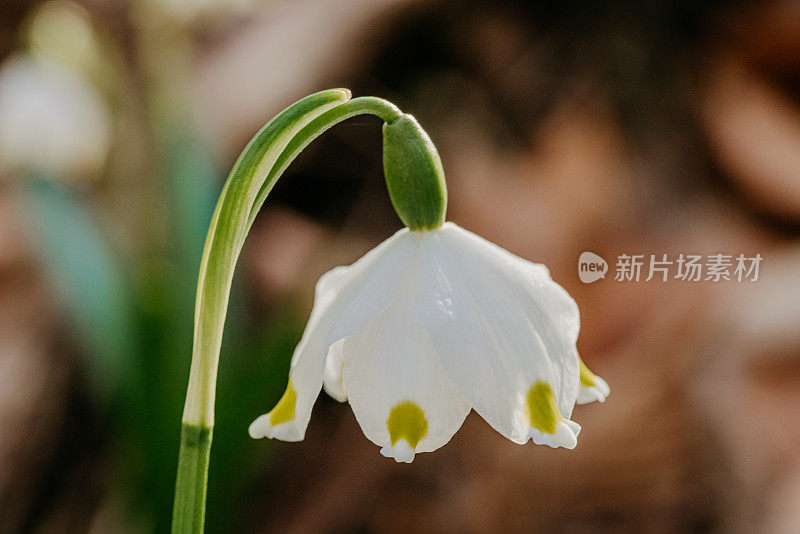 春天的雪花花的肖像