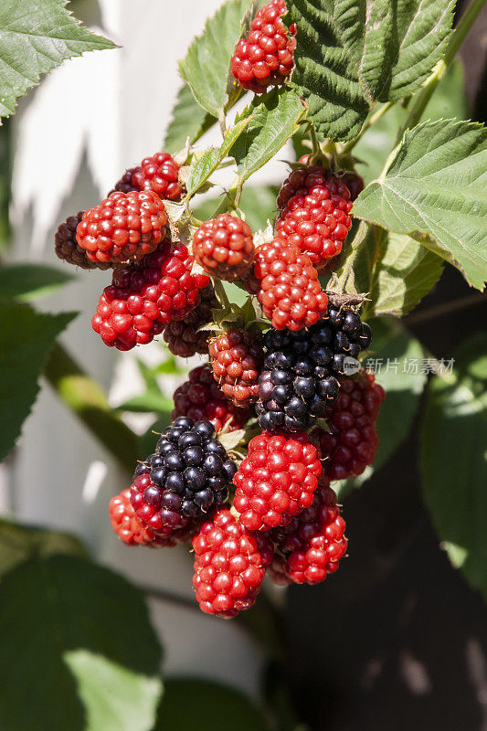 黑莓灌木上的黑莓正在成熟。