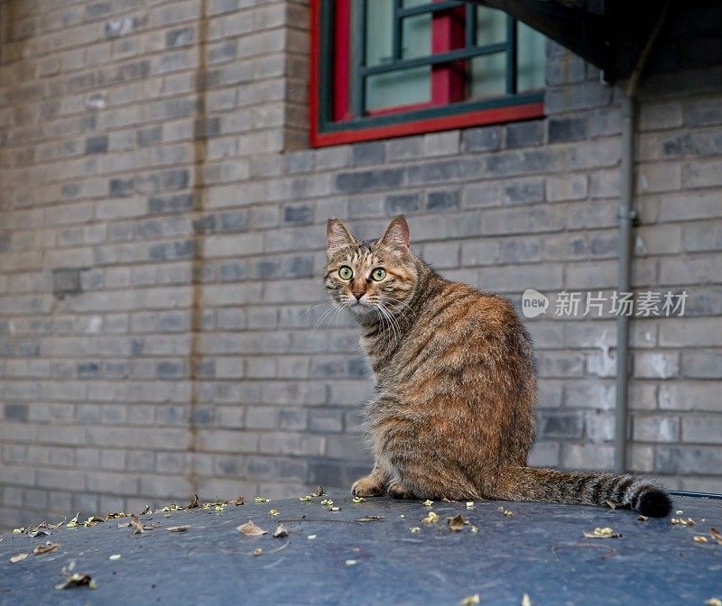 野猫