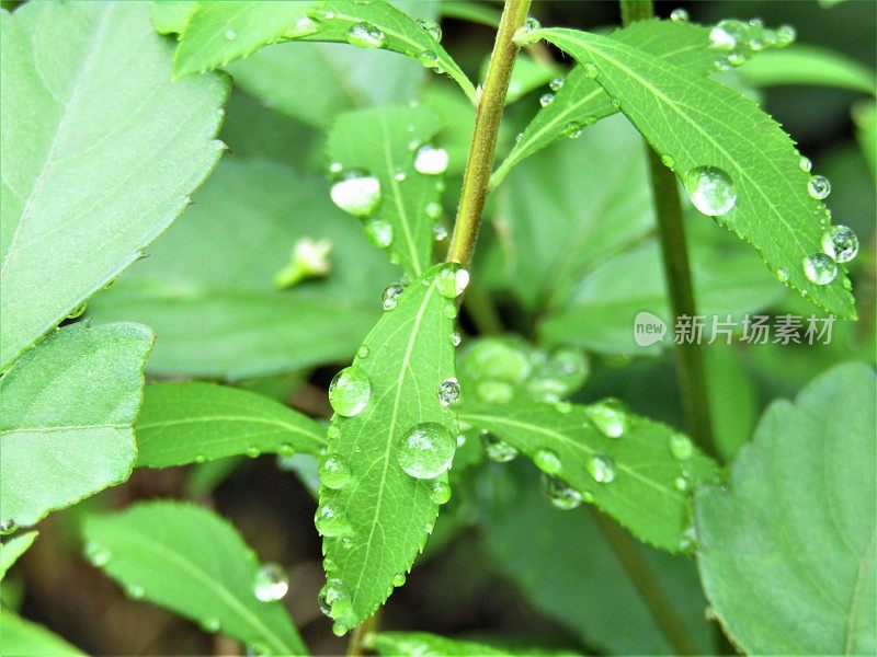 7月。雨天。滴在叶子上。