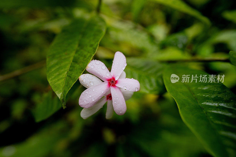 郁郁葱葱的绿色植物在热带丛林森林马来西亚槟城岛