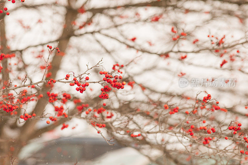 2022年12月，俄亥俄州奇利科特明亮的雪天，奇思妙想的雪红莓树枝