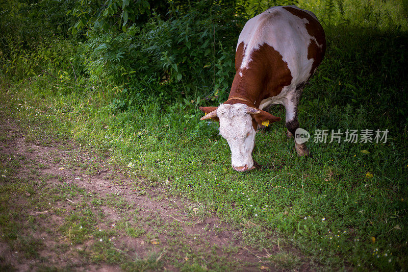 草地上的奶牛