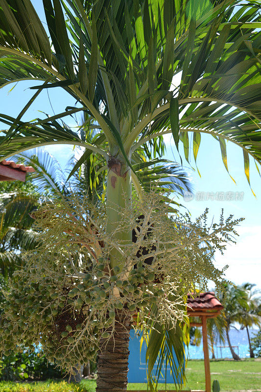 古巴皇家棕榈的果实