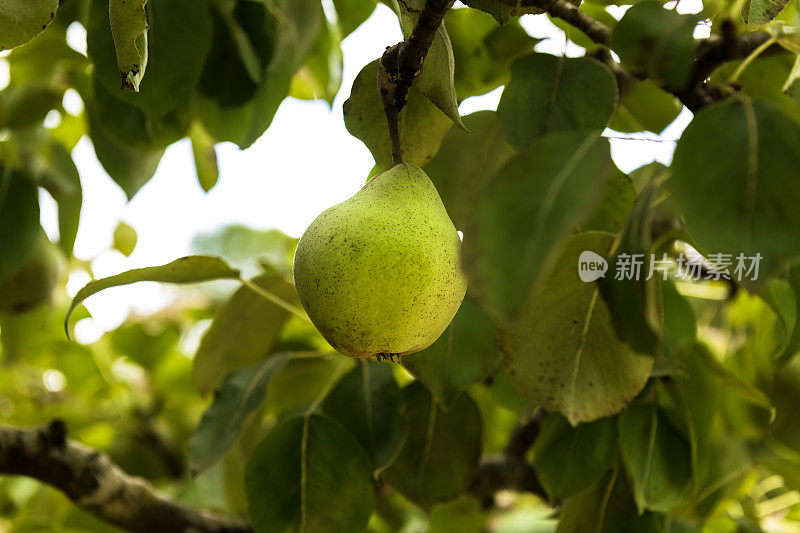 英国萨默塞特郡果园里成熟多汁的梨。