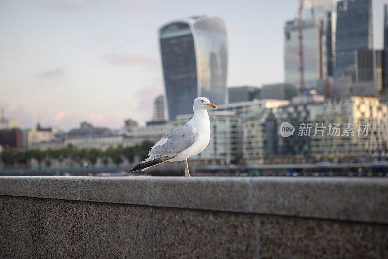 海鸥，伦敦城在远处