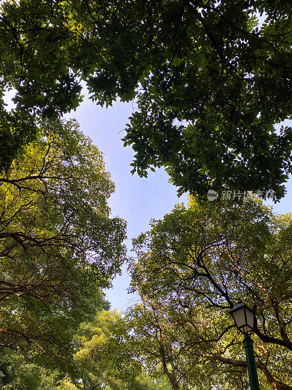 从下面看，成熟树木的树冠，叶片结构孤立在阳光明媚的蓝天下