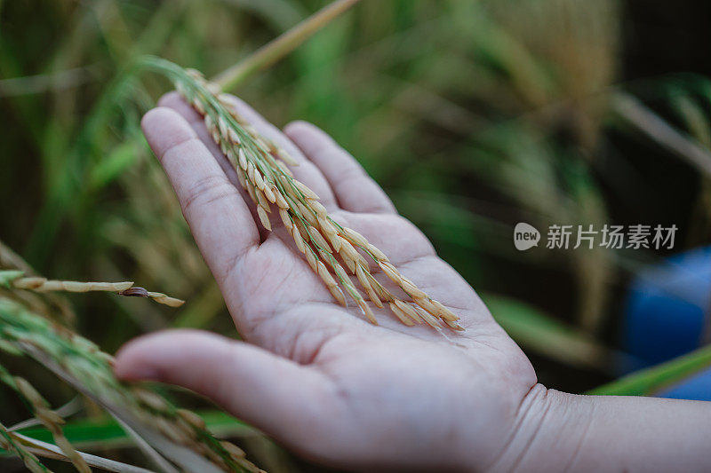 水稻研究，植物病害调查