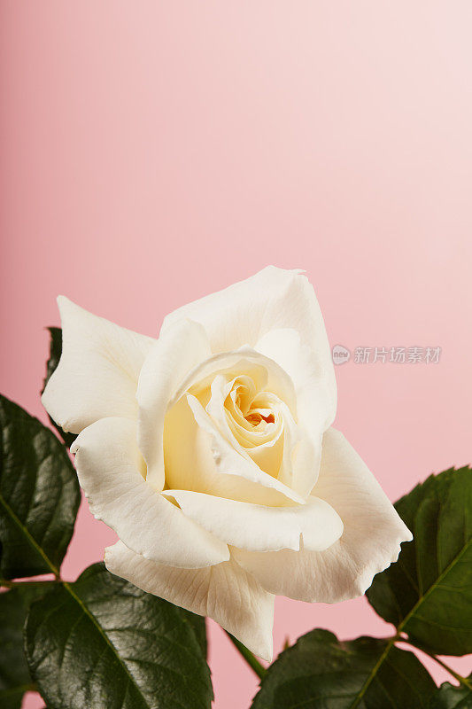 粉红色背景上鲜艳的单瓣白玫瑰