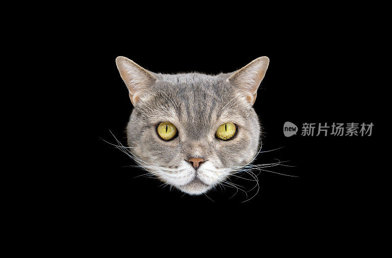 美丽的英国短毛猫头像