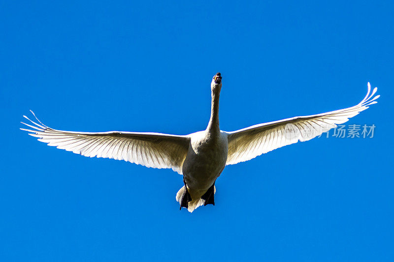 在德国慕尼黑的英国花园，一只沉默的天鹅飞过湖面