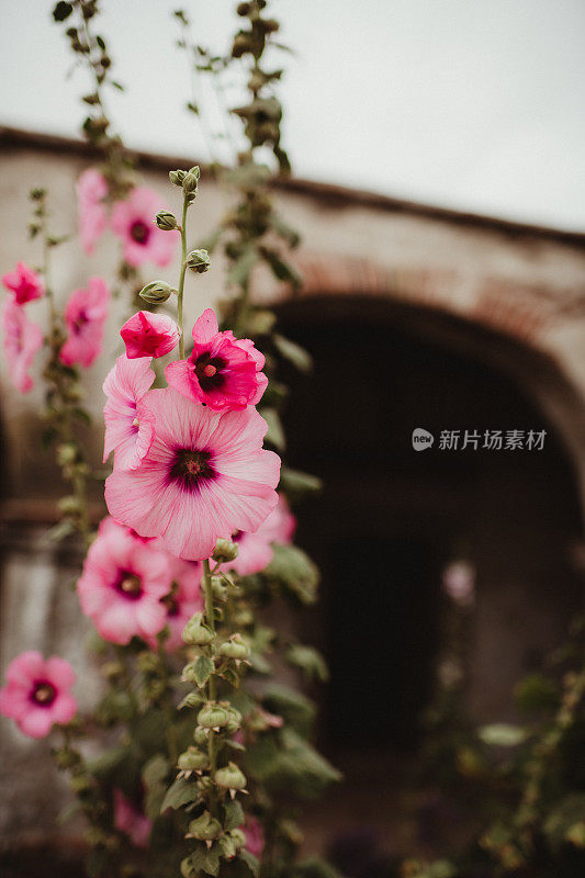 近距离的浅粉色芙蓉花