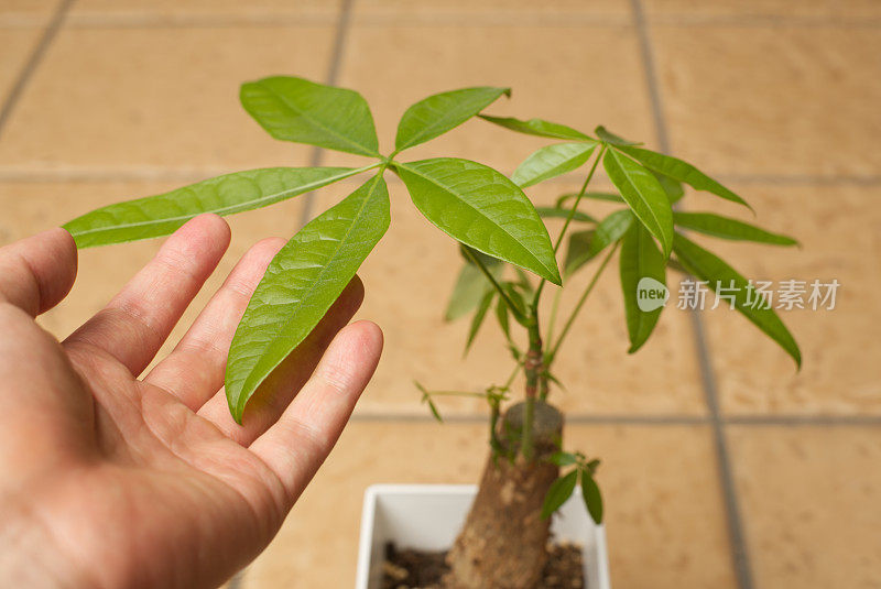 手触植物特写