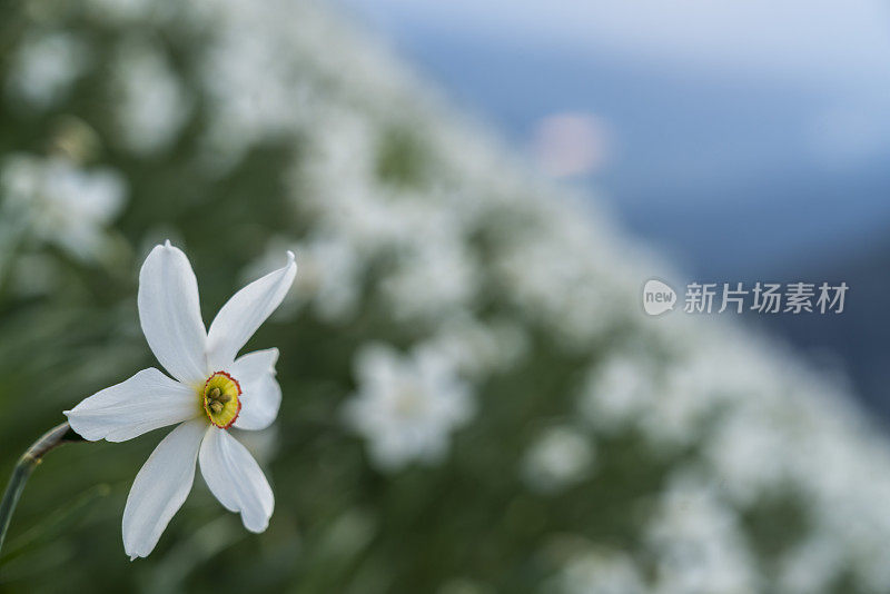 水仙花像山上的雪，映衬着蓝天