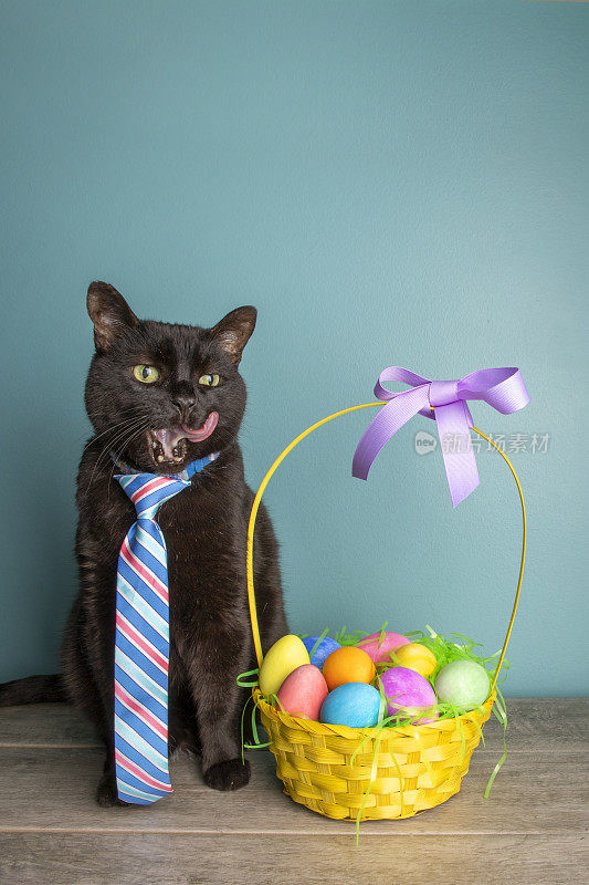 有趣的黑猫在花环复活节篮子舔脸
