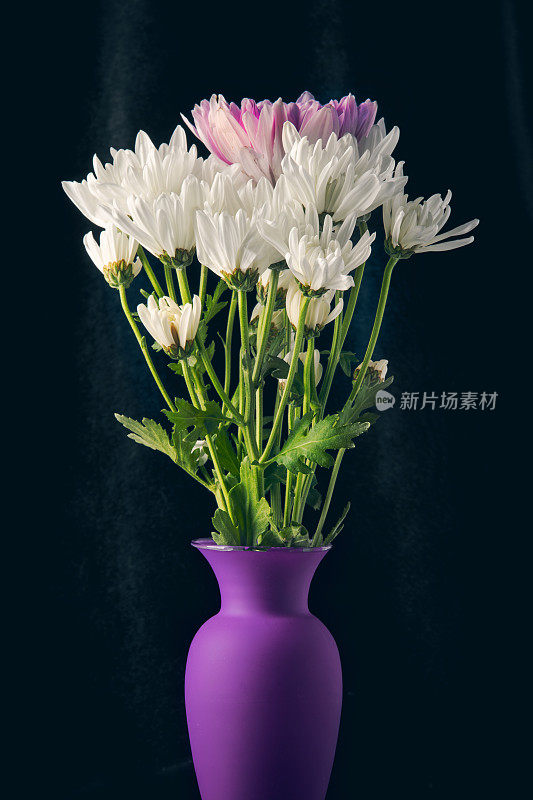 紫色花瓶中的雏菊花束