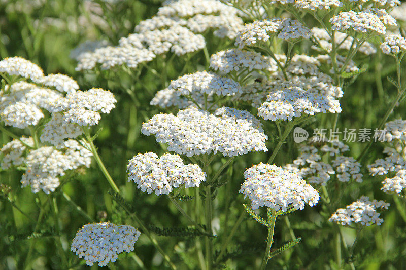 夏天盛开的白蓍草或千叶蓍草