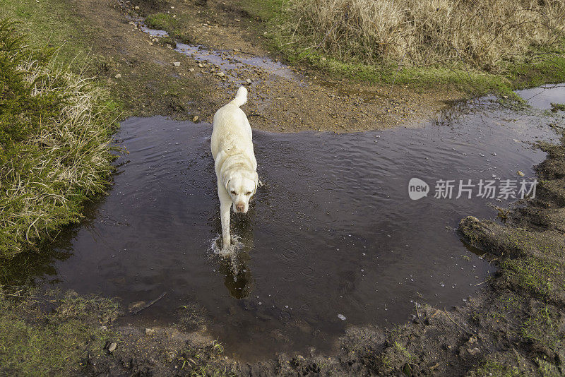 一只拉布拉多犬在乡间的水坑里戏水