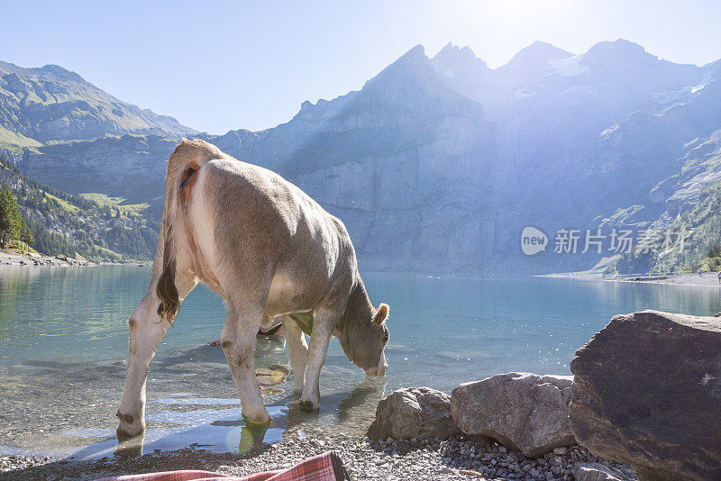 阳光明媚的夏日，高山湖边的一头美丽的奶牛