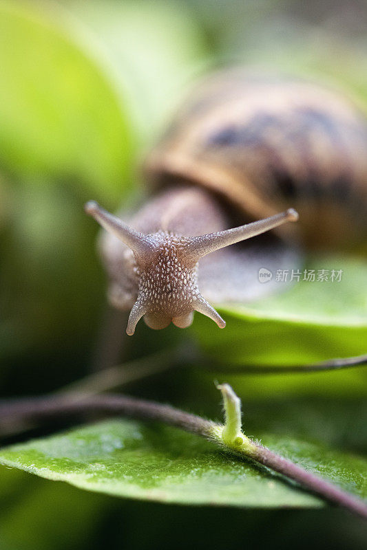 花园的蜗牛在树叶间，微距拍照