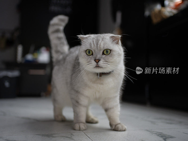 可爱的猫