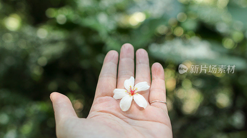 一朵童花躺在一个女人的手掌上