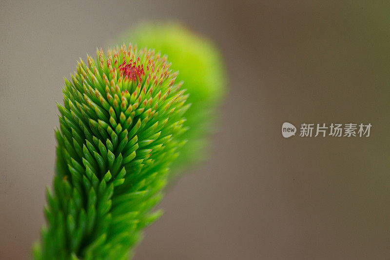 云杉幼芽近距离观察