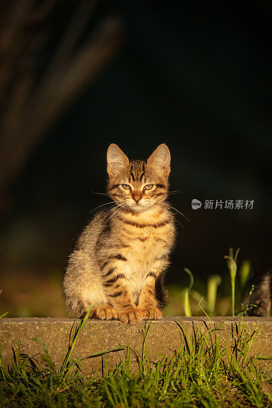 超级可爱的虎斑猫。