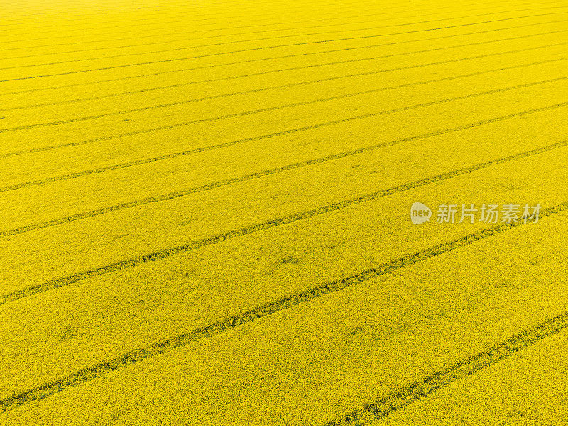 平行线在一望无际的黄色菜籽田开花在波兰